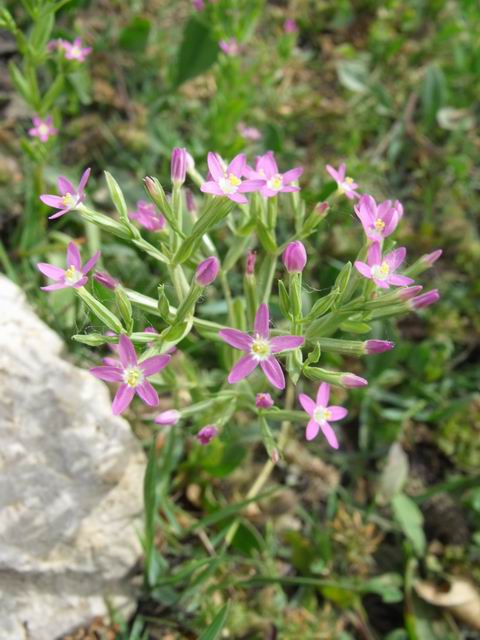Da confermare Centaurium erythraea?